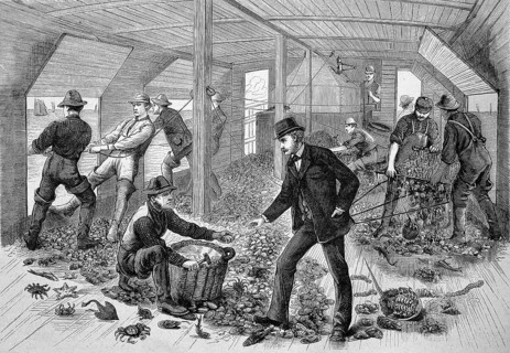 In the hold of an oyster fishing ship, fishermen sorting the oysters and the boss checking the quality