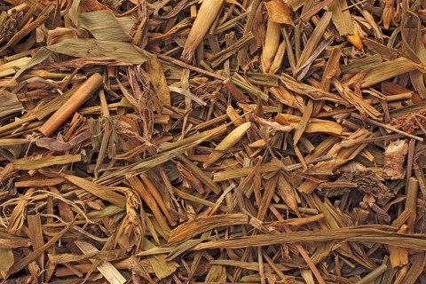 Medicinal plant carnation,