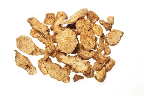 Medicinal plant saliva herb, Atractylodes lancea