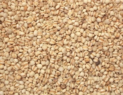 Seeds of the medicinal plant Job's tear-grass, Job's tear
