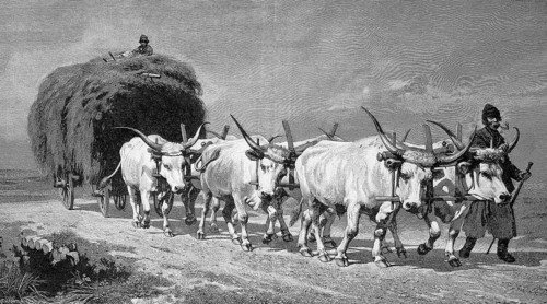 Haymaking in 1895 with a six-horse ox team, Hungary