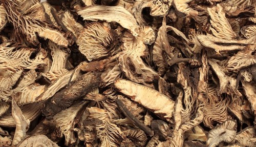 Medicinal plant Black cohosh, dried root