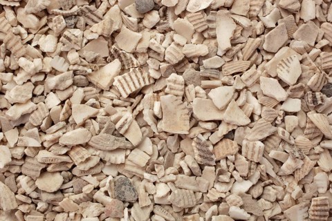 Naturopathy, Red-fleshed Ark Mussel Shells