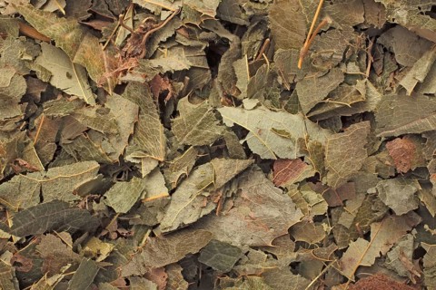 Dried leaves of the medicinal plant Elfenblume, large-flowered sock flower