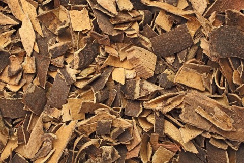 Medicinal plant european ash,
