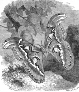 Atlas moth,