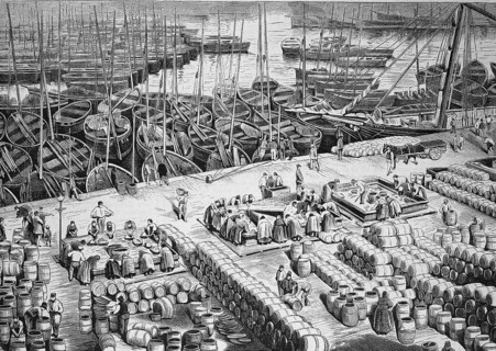Processing of herrings in the harbour of Wick in Scotland in 1880, the fishermen are put into wooden barrels with salt