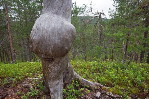 Tree canker on birch, Lemmenjoki National Park