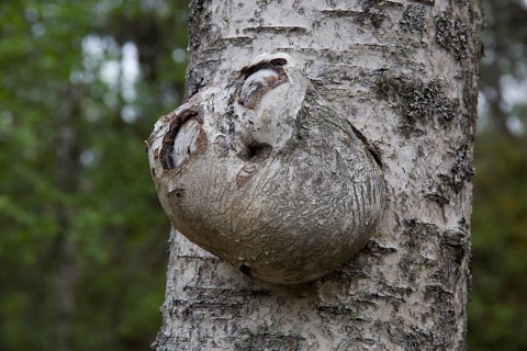 Tree canker on birch, Lemmenjoki National Park