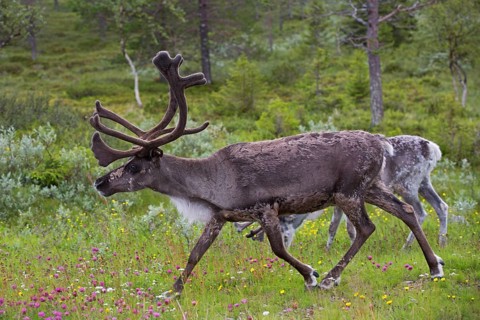 Reindeer,