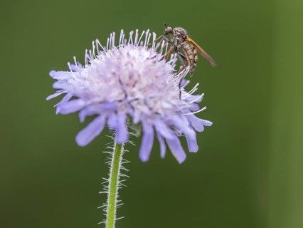 Fly collecting nectar on field widow's-flower, also field scabious