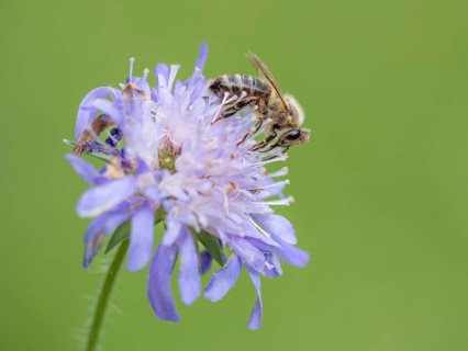 Bee,