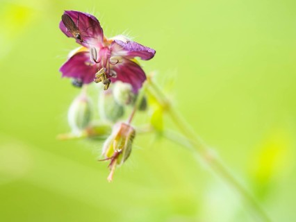 Dusky crane's-bill,