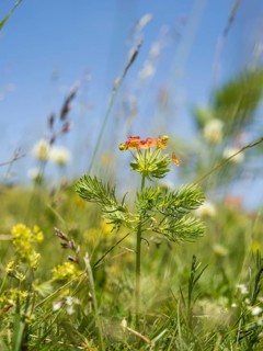 Cypress spurge,