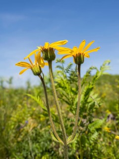 Arnica,