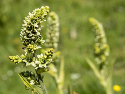 White false helleborne,