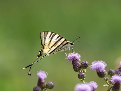 Swallowtail,