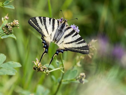 Swallowtail,