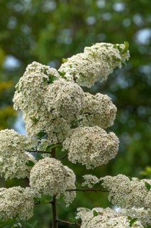 Blossoms of a daisy,