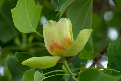 Flower from tulip tree,