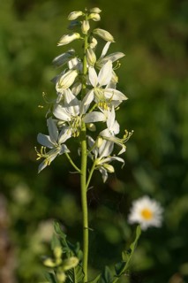 Nodding milk star,
