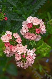 High garden phlox,