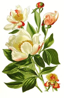 Milk White Peony or Chinese Peony, digital