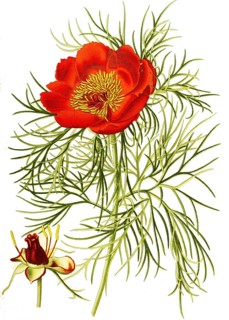 Common peony, also real peony