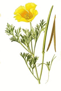 Eschscholtzia californica, California Poppy