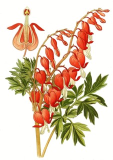 Tearing Heart, lamprocapnos