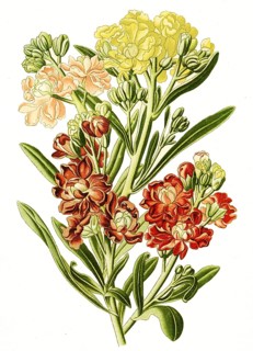 Mathiola annua, Levkoje