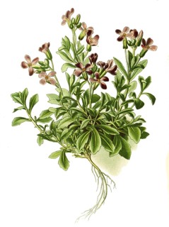 Aubrietia deltoidea, Greek blue cushion