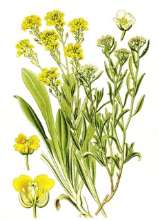 Beach silverweed, beach cress