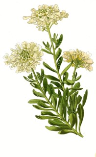 Candytuft,