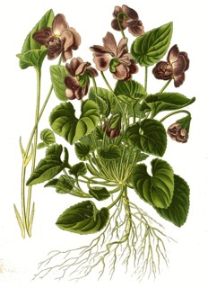 Viola odorata var parmensis, Parma Violet