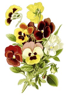Pansy, heartsease