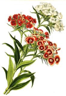 Sweet william,