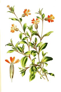 Drooping catchfly, hanging campion