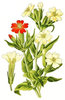 Lychnis fulgend, Burning Love