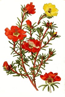Moss-rose purslane,