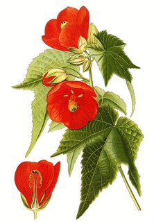 Abutilon venoso striatum, mallow