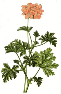 Pelargonium graveolens, Oak-Leaf Geranium
