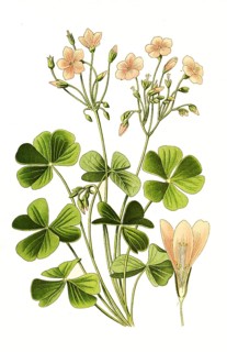 Oxalis floribunda, wood sorrel