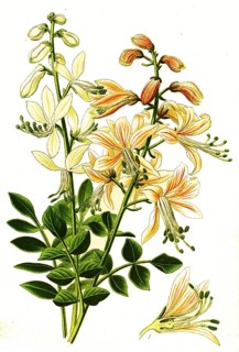 Diptam, dittany