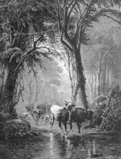 At a ford in forest cow herd passes river, cows
