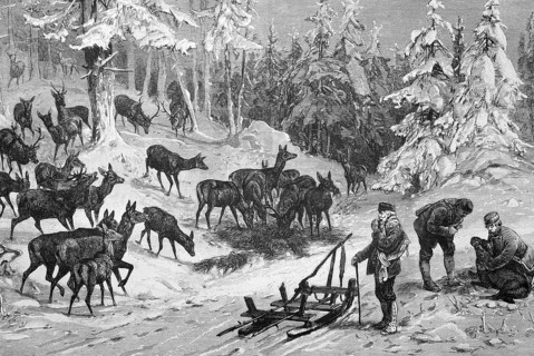 Game feeding in winter, many deer and roe deer