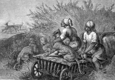 Antelope hunting with cheetahs in Africa, digitally restored reproduction of an original 19th-century print