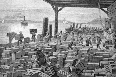 Shipment of grapes in America, stacking yard with crates of fresh grapes to be loaded onto a steamer