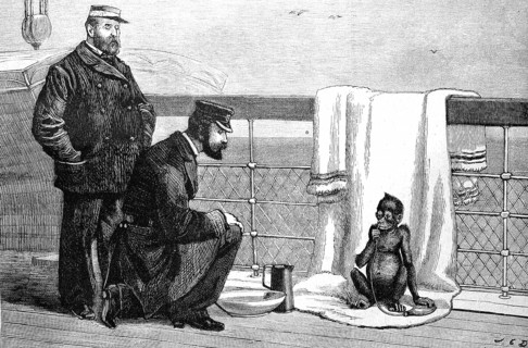 A young orangutan on a ship's voyage to Europe, explorers captured him during an expedition