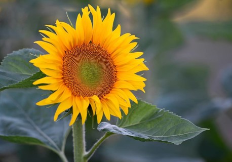 Single flower of a sunflower,